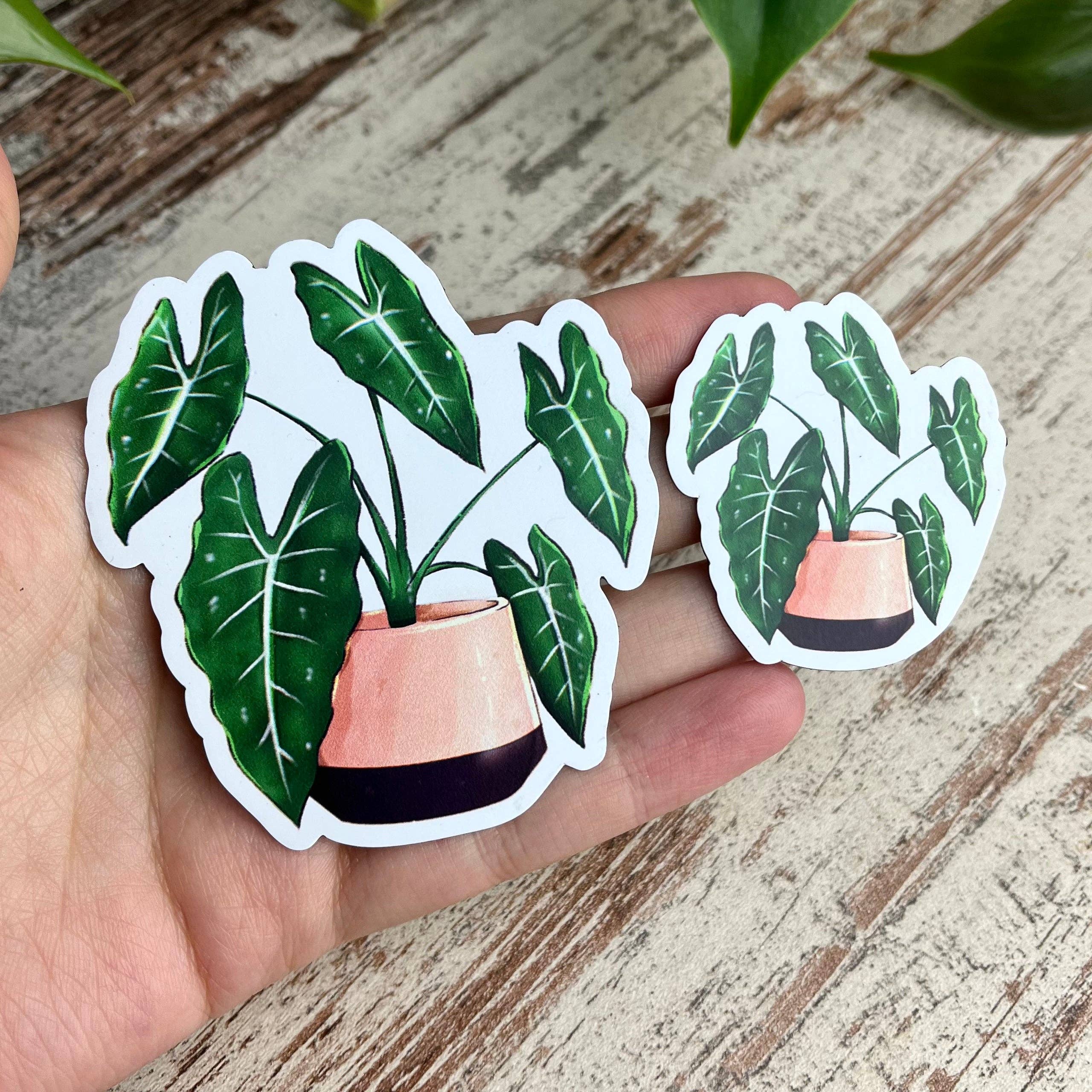 plantyintroverts - Wholesale Magnet - magnet - Alocasia Frydek2