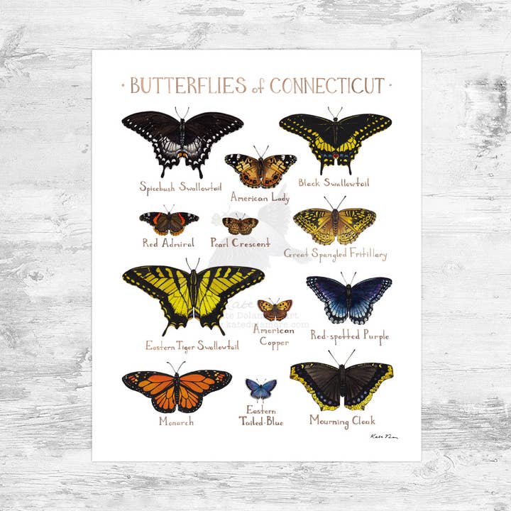 Connecticut 8x10 Butterflies Field Guide Art Print for wholesale by Kate Dolamore Art