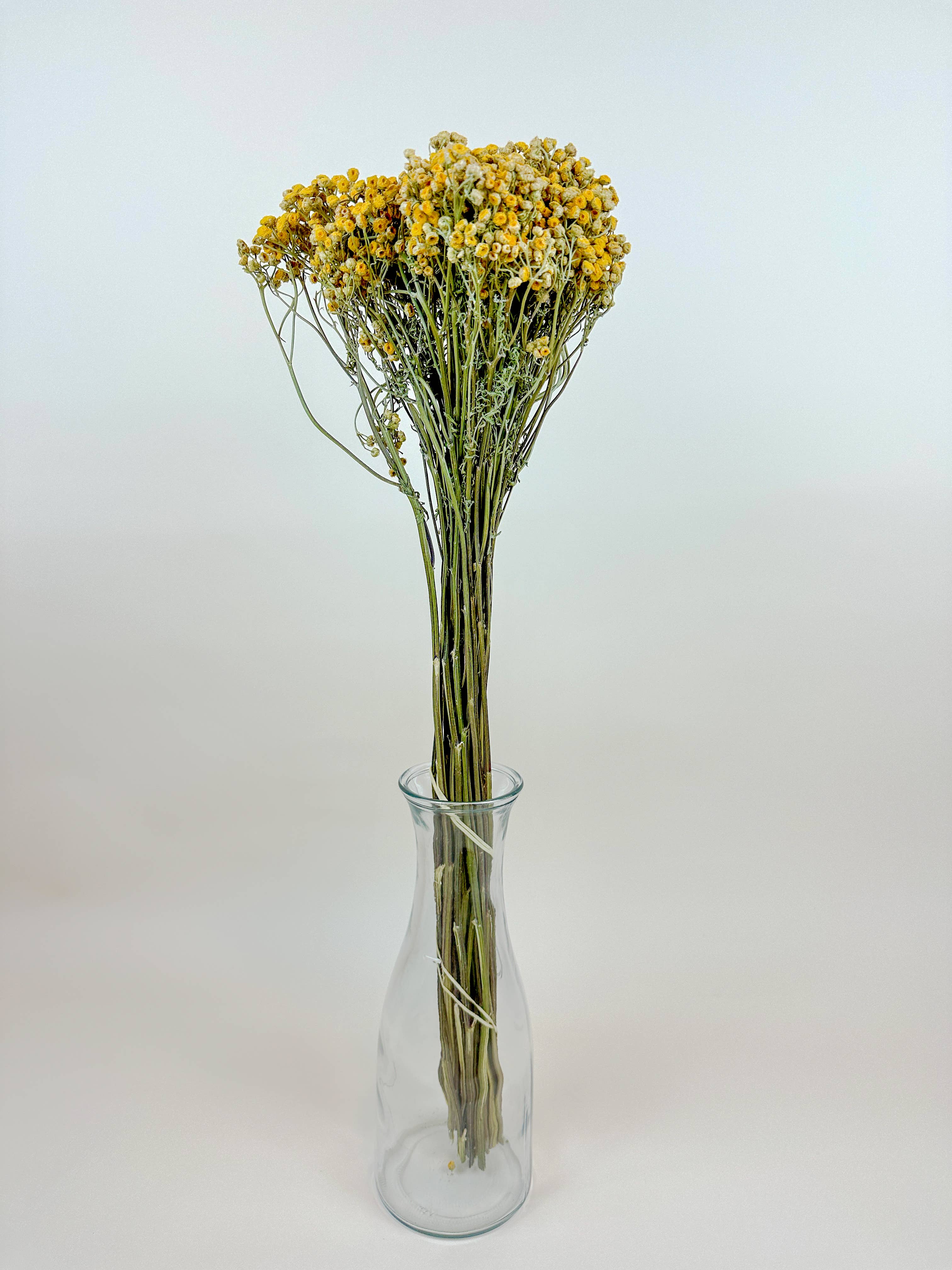 Lovejoy Farms Premium Dried Flowers - Wholesale Dried/Pressed Flowers - Yellow Tansy - Naturally Dried Flowers2