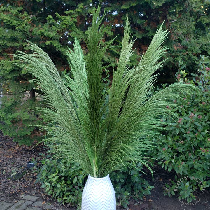 BLOOMINGFUL.COM - Wholesale Dried/Pressed Flowers - No-Shed Silky Large Pampas (3-4ft) - Emerald Green