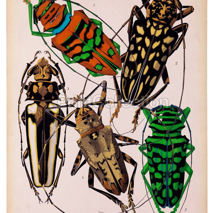 Print Collection - Venta al por mayor Ilustración - Lámina artística Insectos, lámina 4 de E.A. Seguy