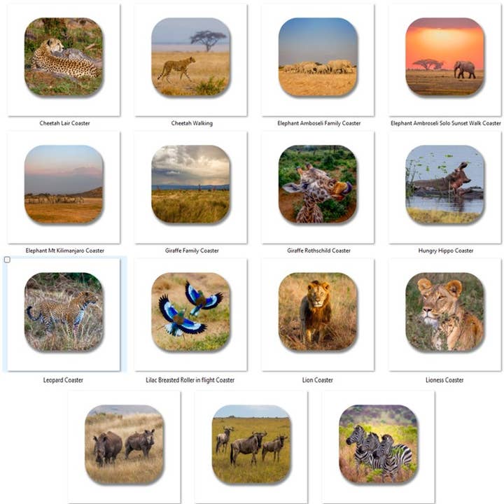 Coaster set/4 Africa Zoo Animals Original Photography 4"x4" for wholesale by Scene Happy
