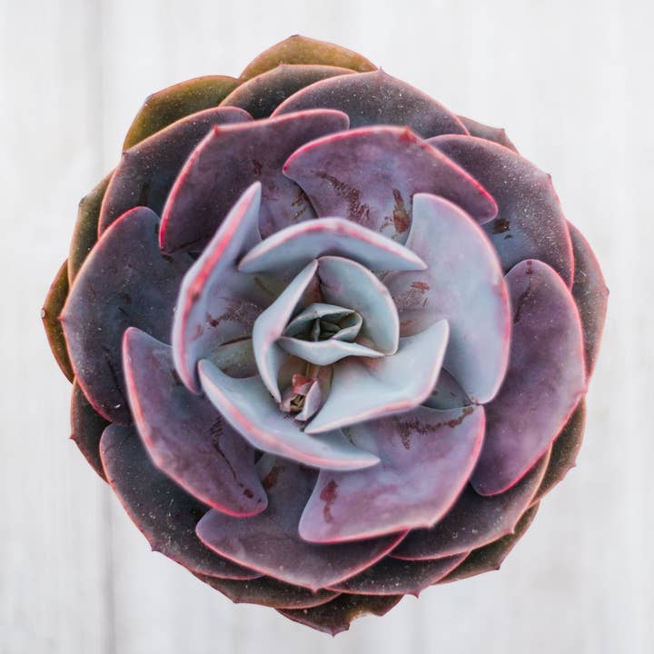 Echeveria Rose Poussiéreuse pour la vente par In Succulent Love
