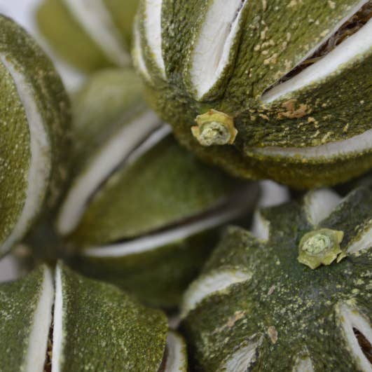 Dried Whole Lime Potpourri - 6 pack for wholesale by Natural Crafts