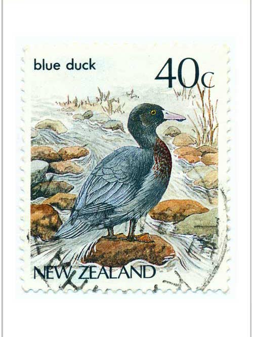 Anatra blu per la vendita all'ingrosso da parte di Finalina