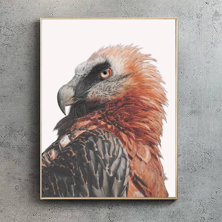 Lammergeier - Print A1/A2 (portrait) for wholesale by Hidden Planet