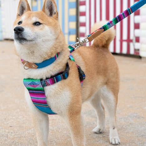 Hiro + Wolf - Wholesale Pet Collar - Dog - Inca Blue Dog Collar