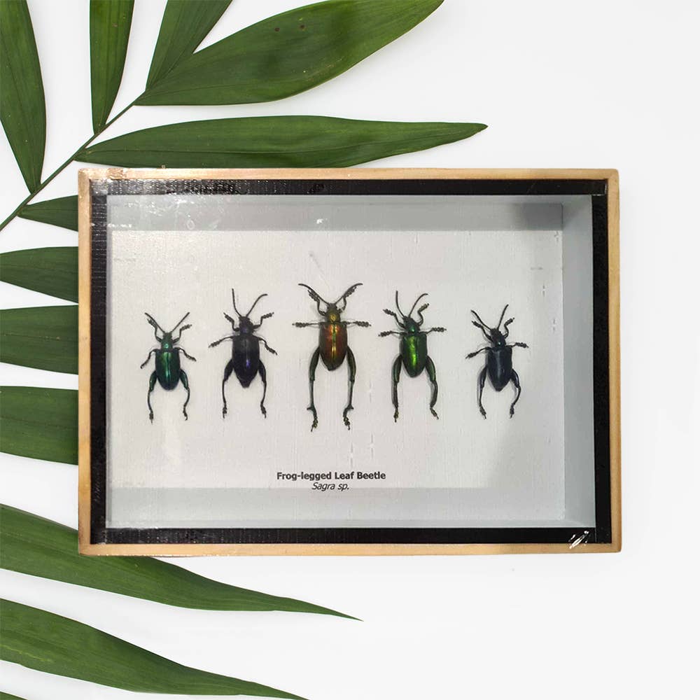 VIE - Wholesale Wall Accent - Framed Insect, Assorted27