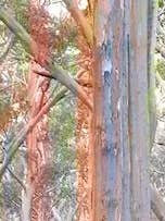 Cachecol Habotai em Seda: “Karri-ha” 160cmX25cm por atacado de Bluyonda Silk Scarves