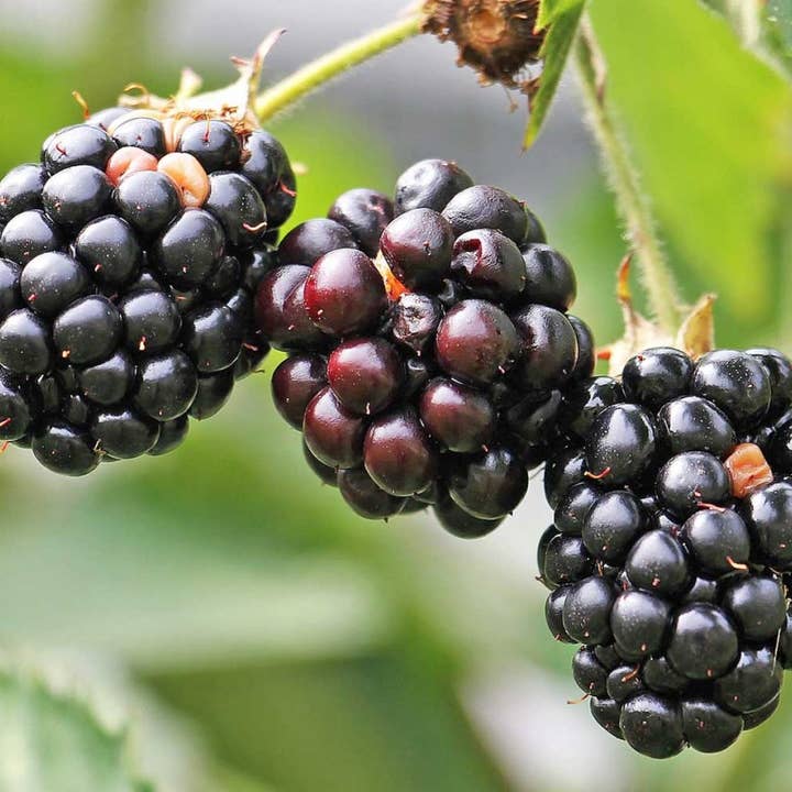 AZIENDA AGRICOLA MIGLIORETTI - Wholesale Jam/Jelly - WILD BERRY JAM made in Italy