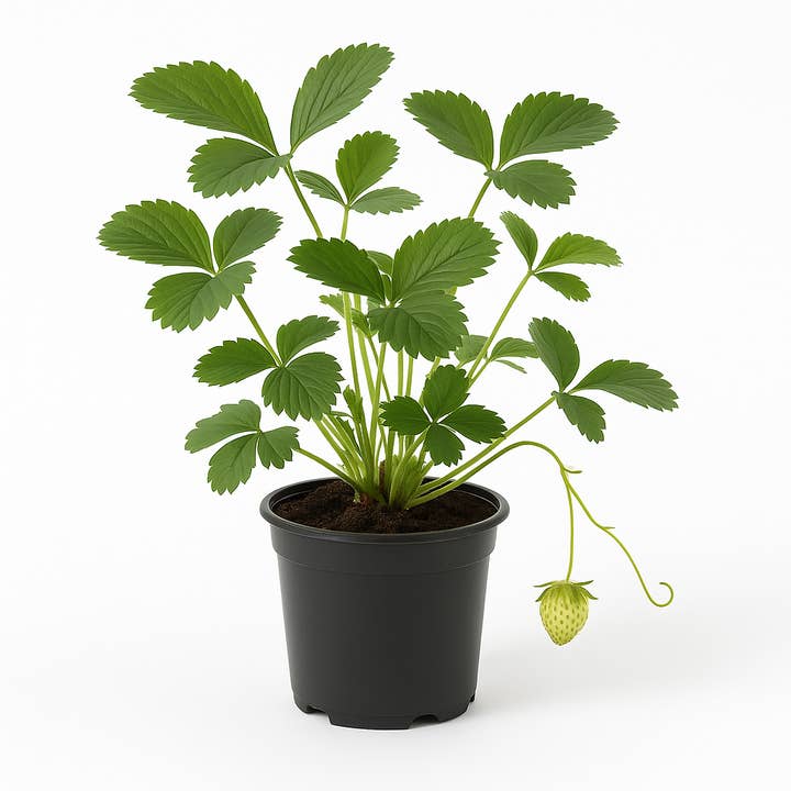 Oasis of Life - Wholesale Live Plant - Climbing Strawberry (Fragaria x ananassa) – 3 Plants – Hardy Strawberry Plant with Long Runners – For Beds, Pots & Hanging Baskets – Sweet Fruits from June to Frost – Easy to Care for & High Yield