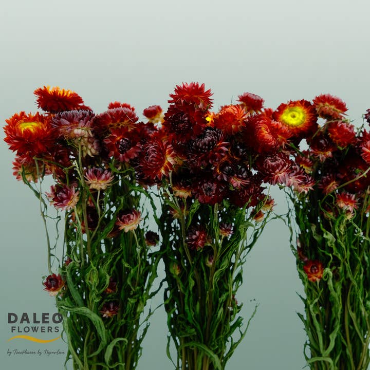 Dried Helichrysum Red for wholesale by All Occasions Wholesale