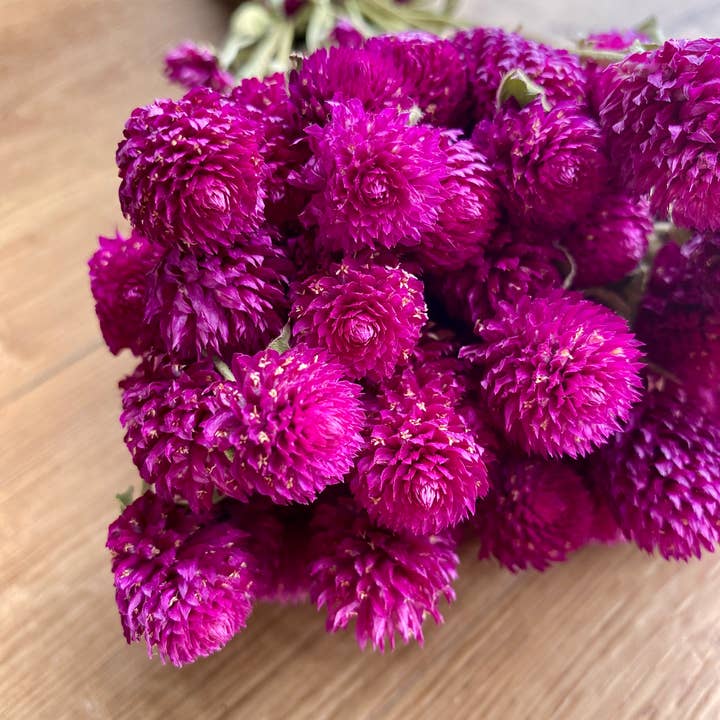 Lovejoy Farms Premium Dried Flowers - Wholesale Dried/Pressed Flowers - Globe Amaranth - Purple