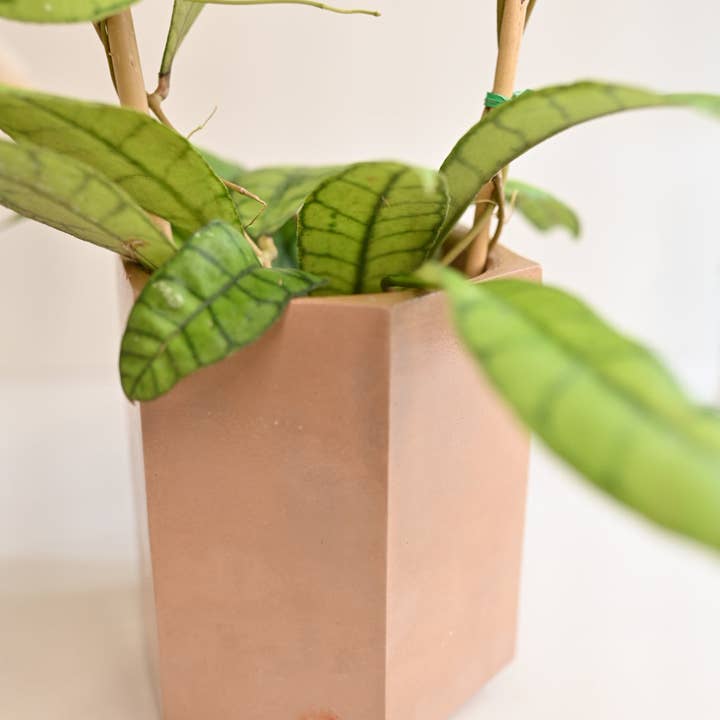 The Curated Jungle - Wholesale Plant Pot - Hexagon Pot