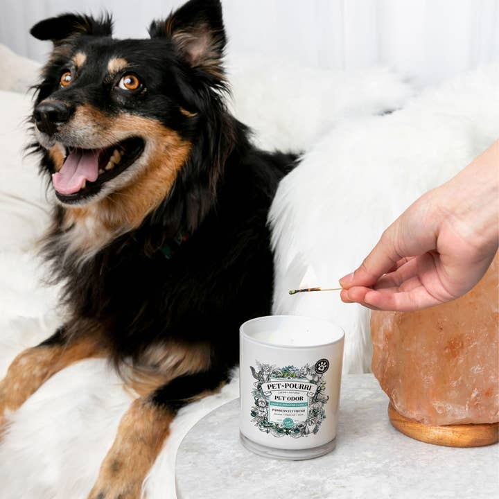 ~Pourri - Wholesale Jar/Filled Candle - Pet~Pourri Pawsitively Fresh 2-in-1 Pet Candle 7.5oz
