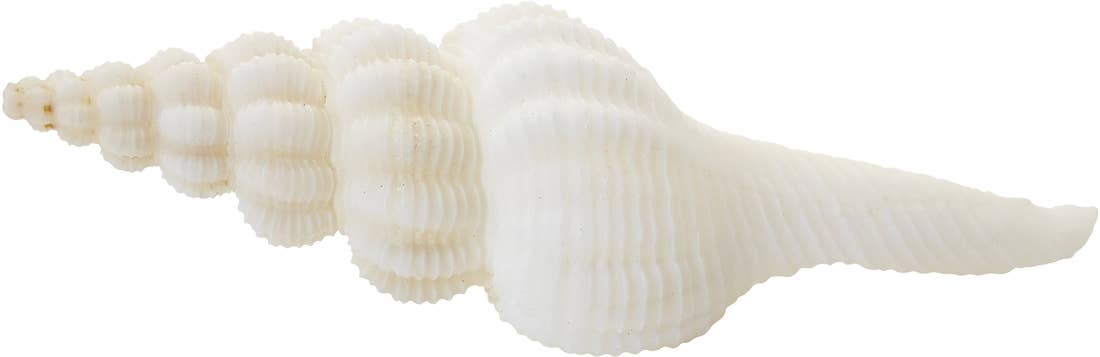 HS Seashells - Wholesale Decorative Tabletop Object - Knobby Spindle 4-5"1