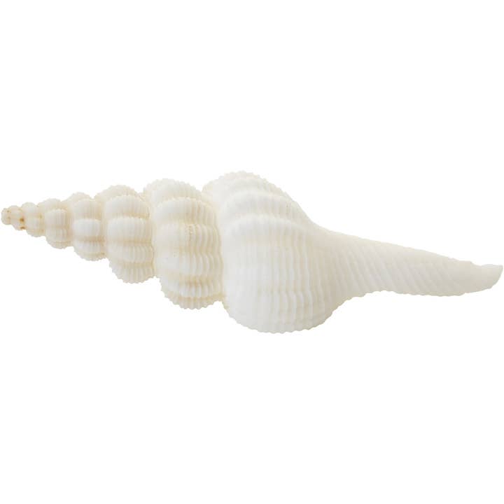 HS Seashells - Wholesale Decorative Tabletop Object - Knobby Spindle 4-5"1