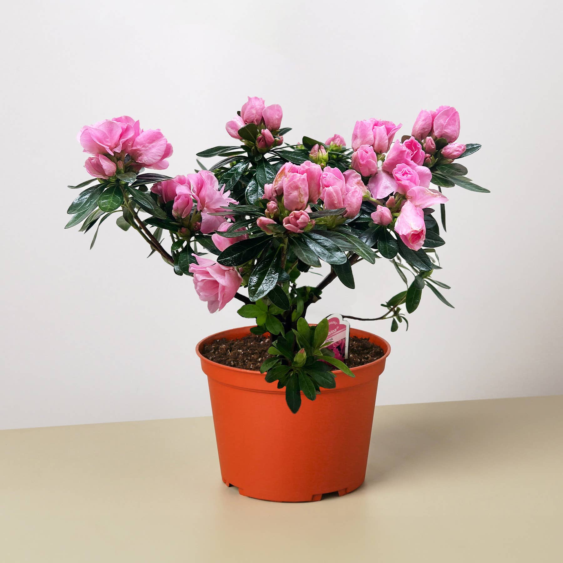 House Plant Wholesale - Wholesale Live Plant - Azalea (Rhododendron) Pink - 6" Pot0