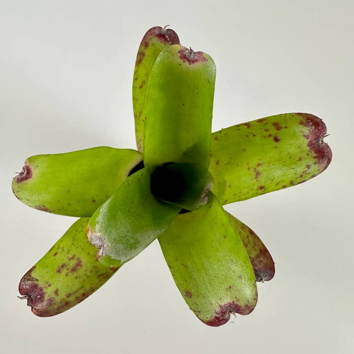 The Artizan Way - Wholesale Live Plant - Neoregelia Abendrothae - Live Bare Root Plant