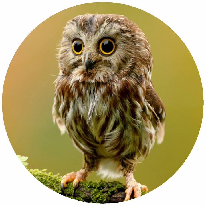 Custom Owl for wholesale by Andreas