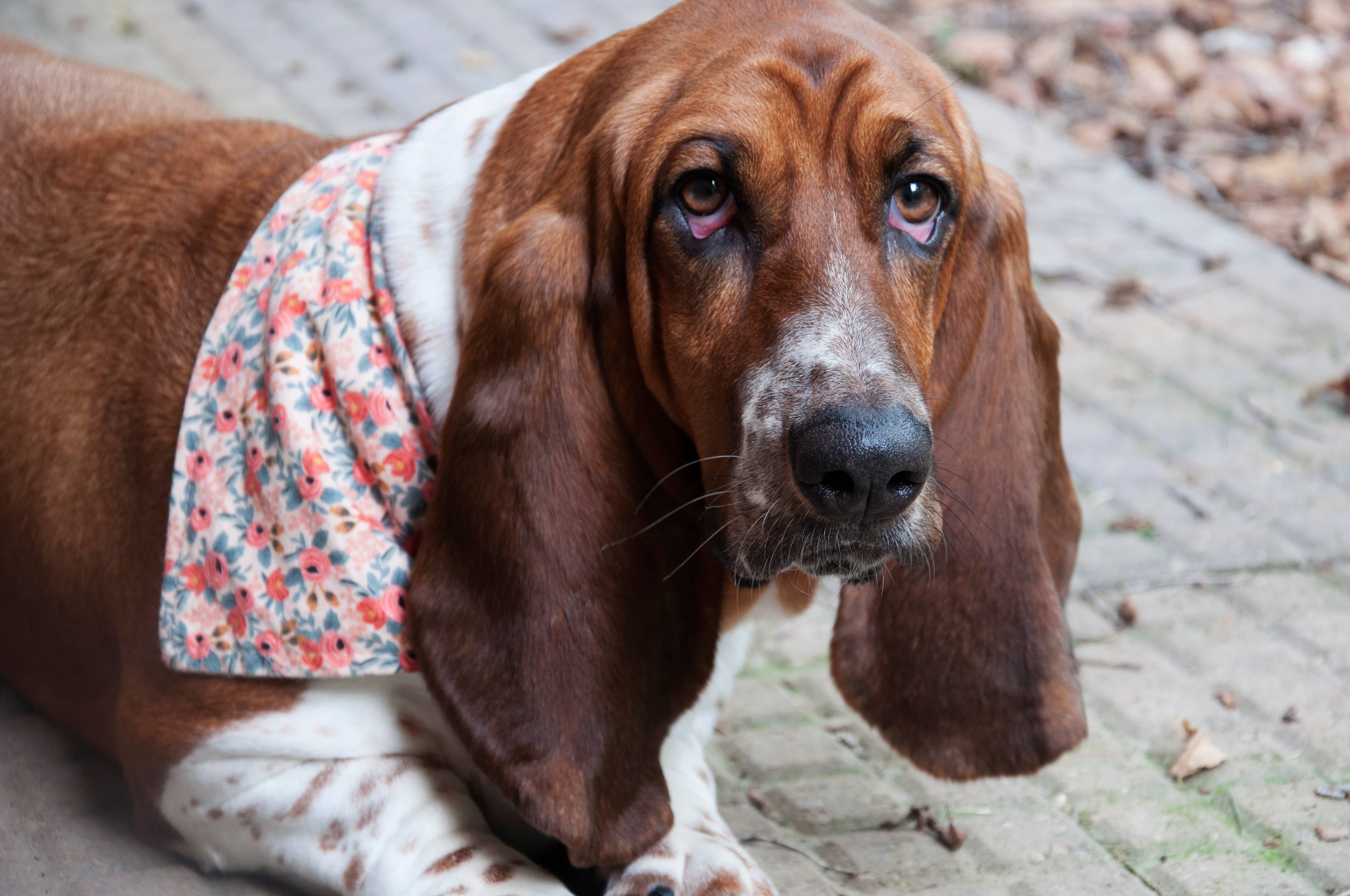 BibbyBubby - Wholesale Pet Bandana - Dog - Lemons Dog Bandana (Summer, Fruit, Pet Bandana)10