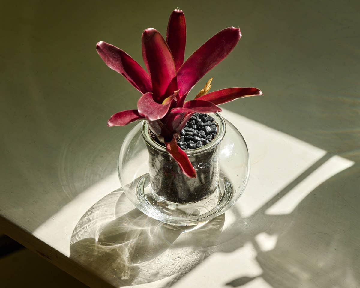 CUP O FLORA® - Wholesale Plant Pot - Small Self-watering Planter1