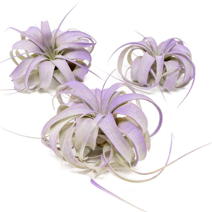Air Plant Shop - Wholesale Live Plant - Color Enhanced Tillandsia Mini Xerographica Air Plants19
