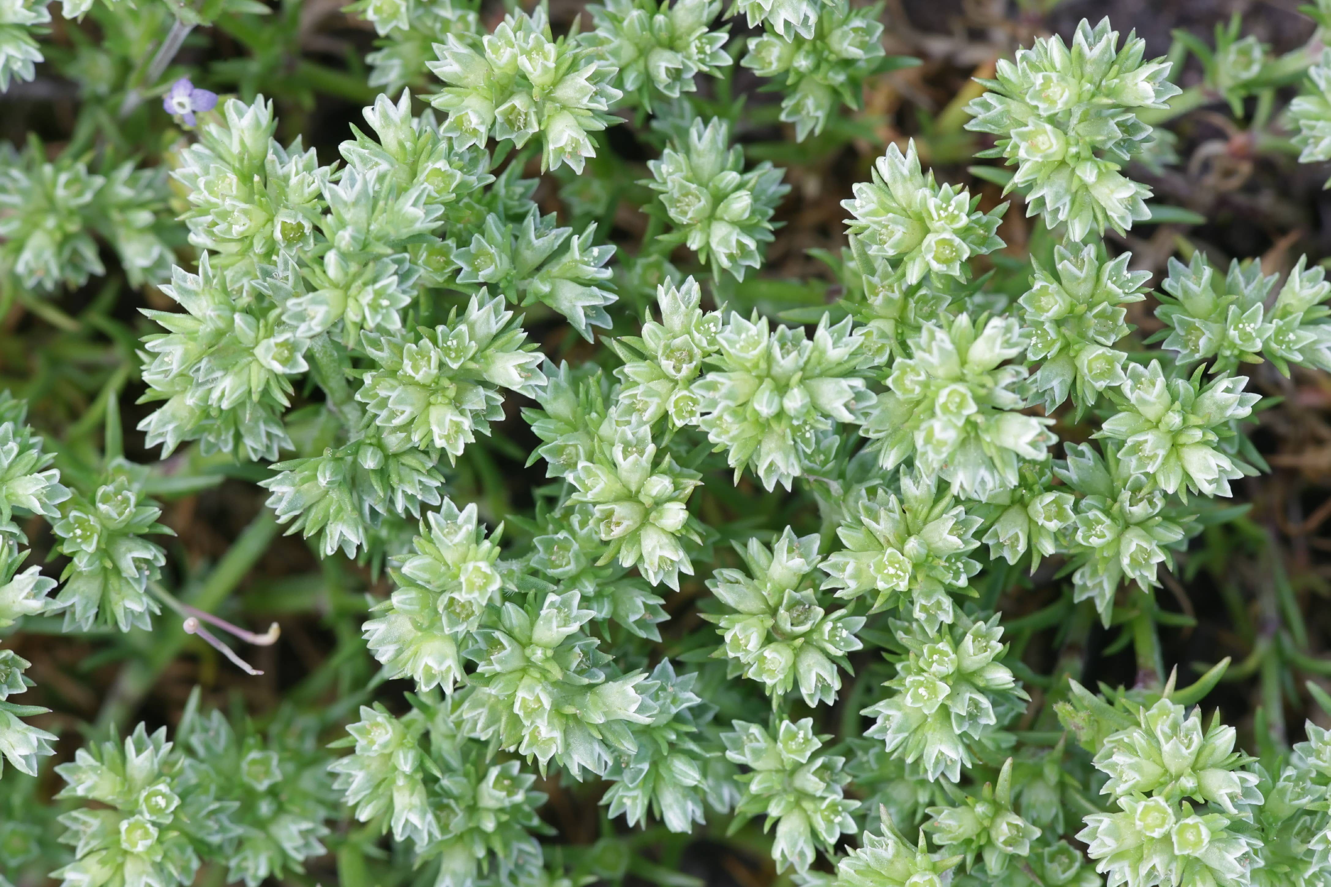 Schiffer Publishing - Wholesale Boek over lichaam, geest en ziel - De kunst van bloemtherapie10