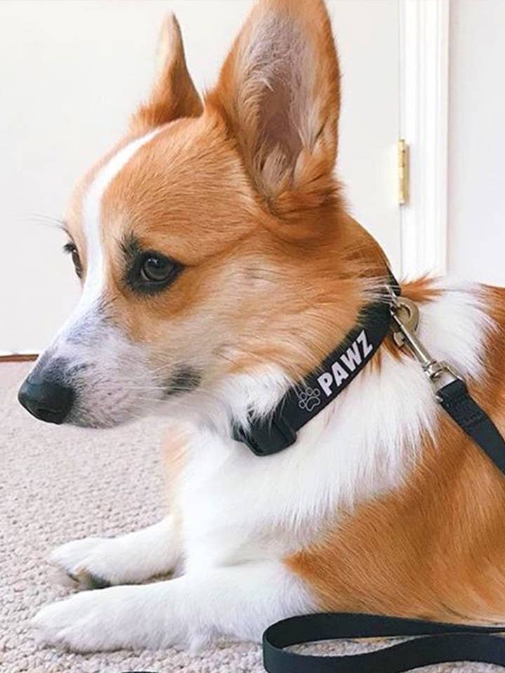 Black Dog Collar for wholesale by PAWZ