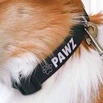 Black Dog Collar for wholesale by PAWZ