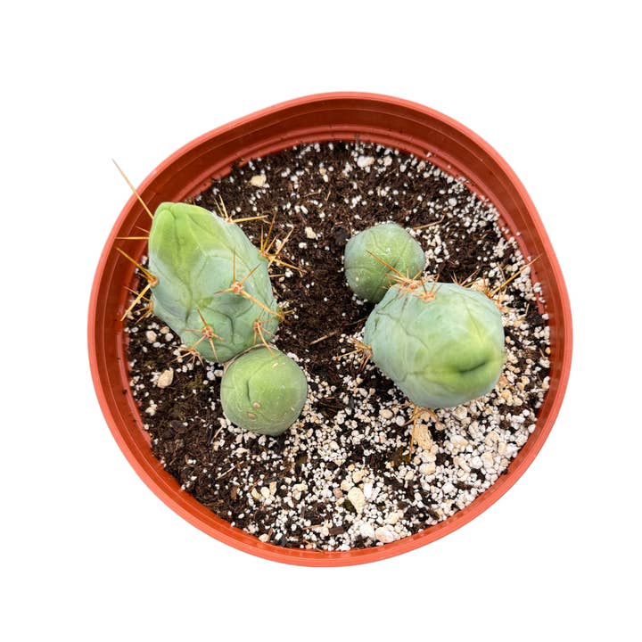 Succulent Wholesale - Wholesale Succulent - Trichocereus Bridgesii Monstrose | Penis Cactus
