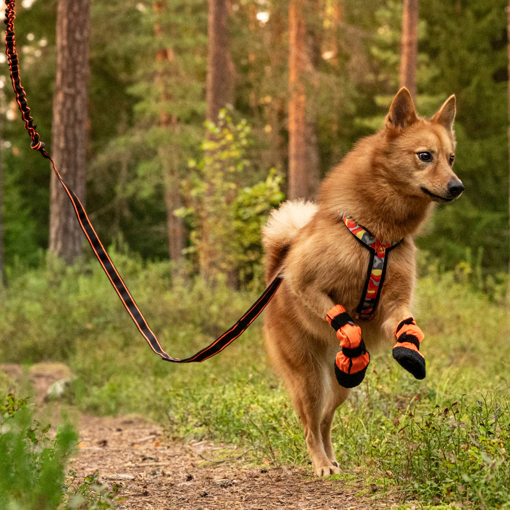 FINNERO - Vente Laisse – chien - Laisse élastique FINNERO POWER pour chien, 2 couleurs1