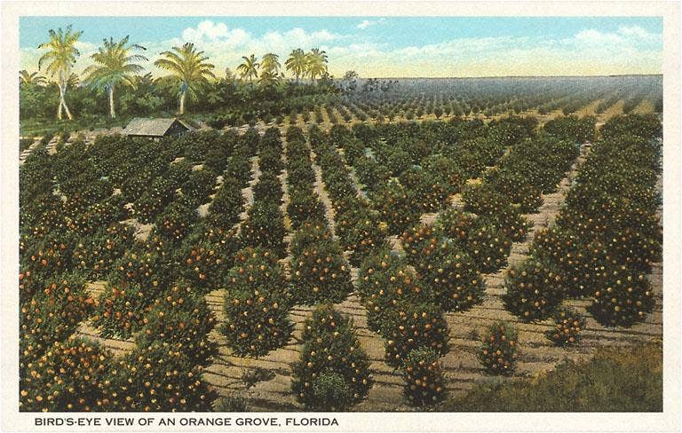 Found Image Press - Wholesale Postcard - Postcard FL-395 Orange Grove, Florida0