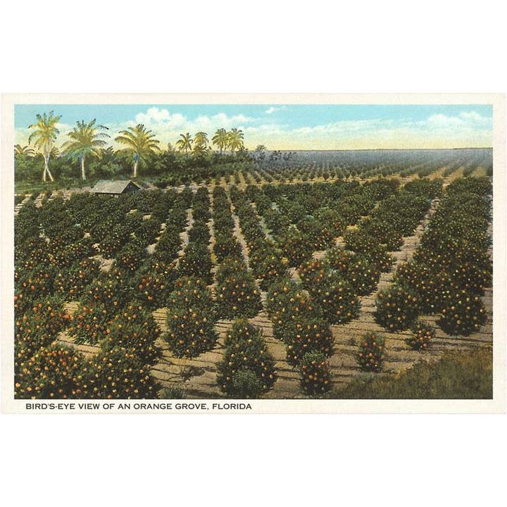 Found Image Press - Wholesale Postcard - Postcard FL-395 Orange Grove, Florida