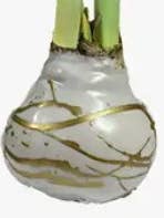 Double White Flower Gold Lacquer Splatter 36+ 18 bulbs/crate for wholesale by Let 'Em Bloom