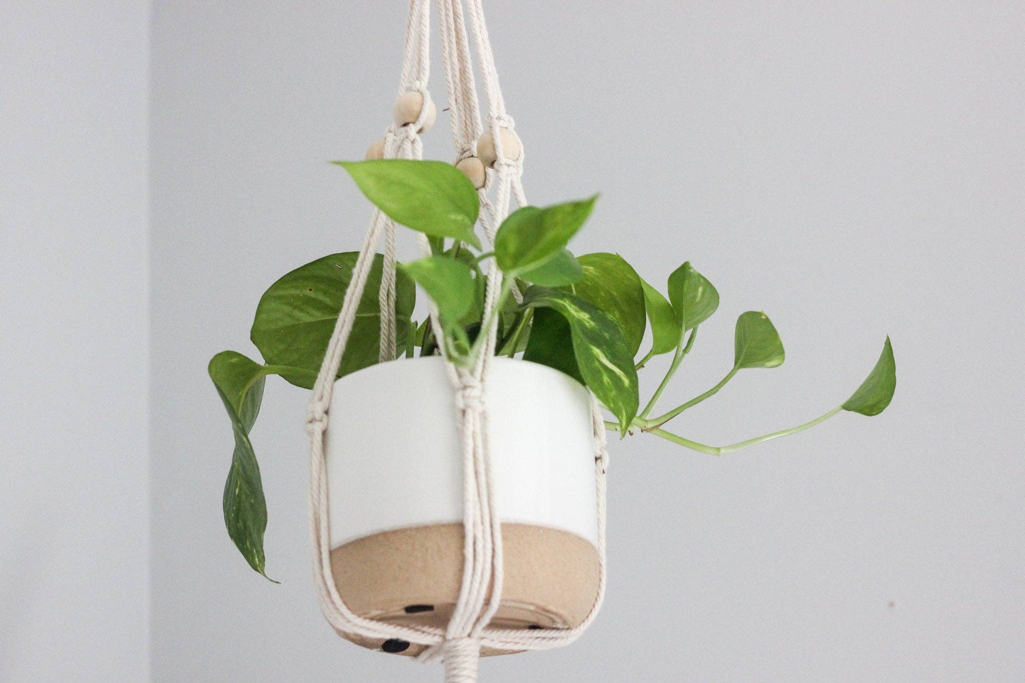 Sprout & About - Vente Pot - Petit pot de fleurs en céramique blanc sur beige6