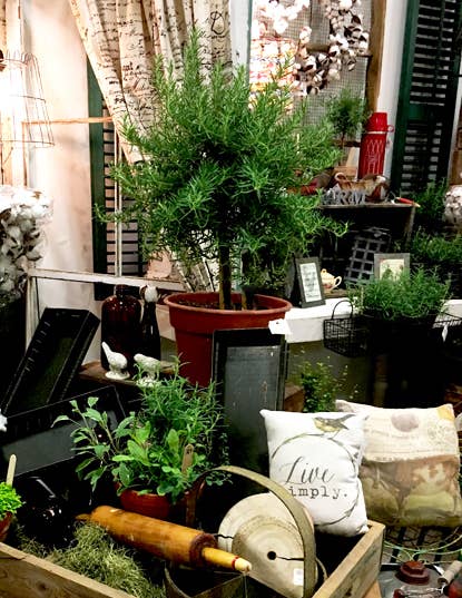 Bella Vintage Home Inc - Wholesale Live Plant - Live Plants- Rosemary  Single Ball 5"1