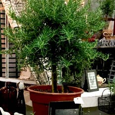 Bella Vintage Home Inc - Wholesale Live Plant - Live Plants- Rosemary Single Ball 5"1