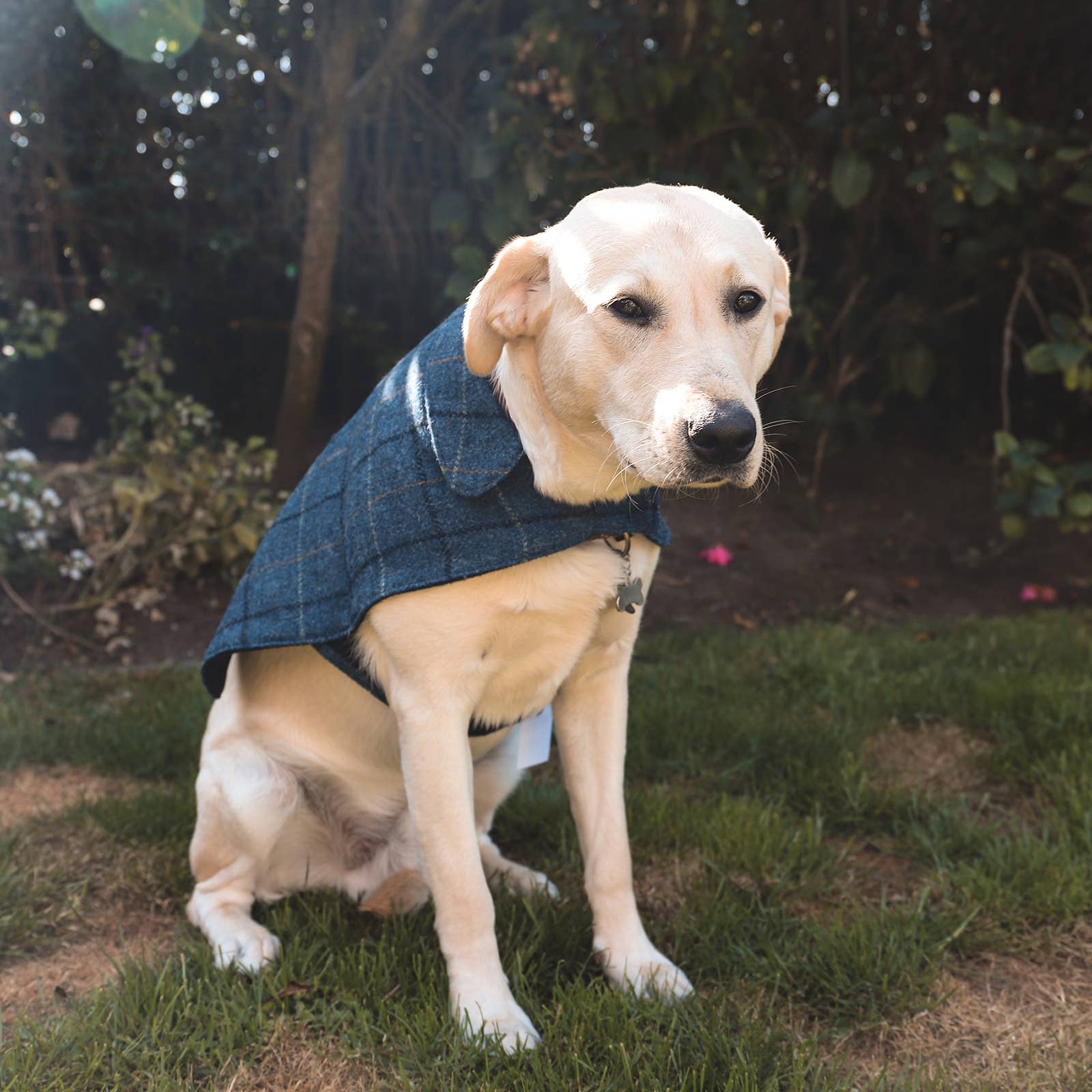 Ibrand - Vente Veste – chien - Veste tartan pour chien en Harris Tweed - Manteau pour animal de compagnie1