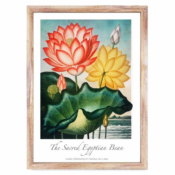 Affiche d'art vintage Le haricot sacré égyptien pour la vente par Artze Wall Art