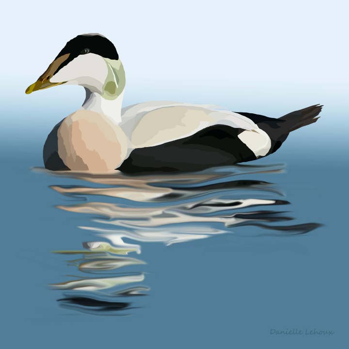 Common Eider Art Print for wholesale by Lehoux Art