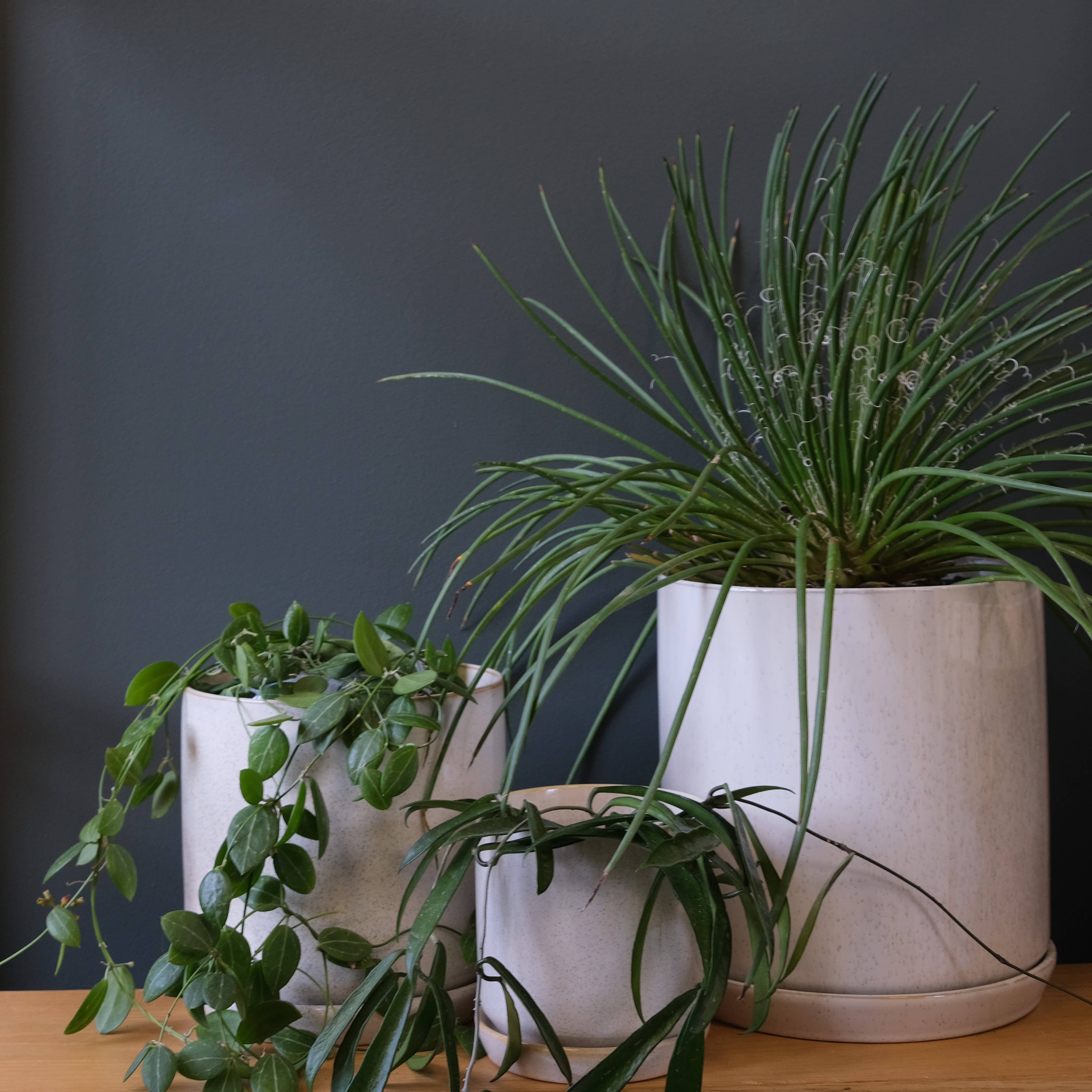 Potted - Wholesale Plant pot - Medium Oslo Planter Sandstorm1