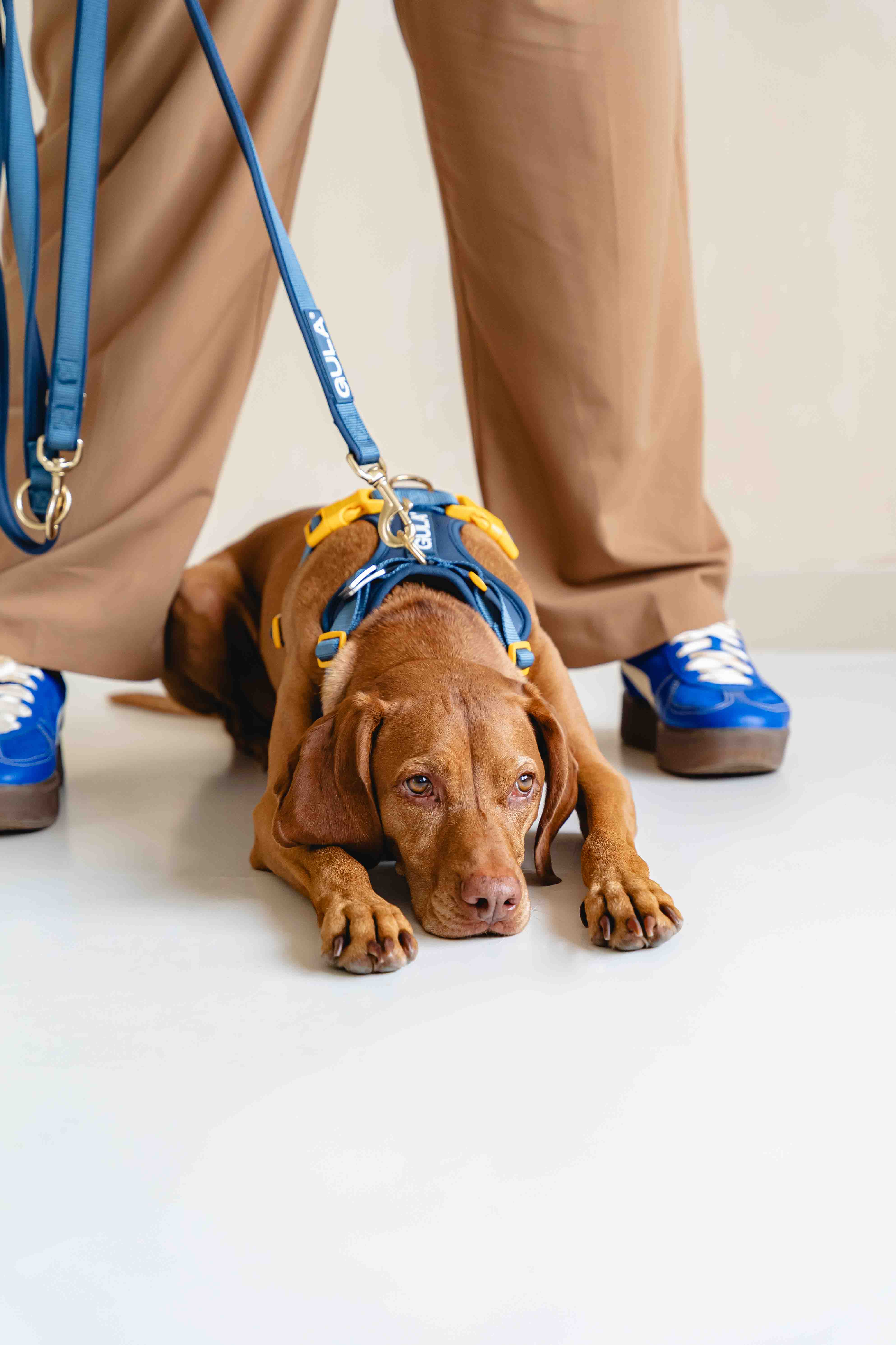 GULA DOG CARE – Großhandel Haustiergeschirr – Hund – Hundegeschirr NEU - Blau & Gelb3