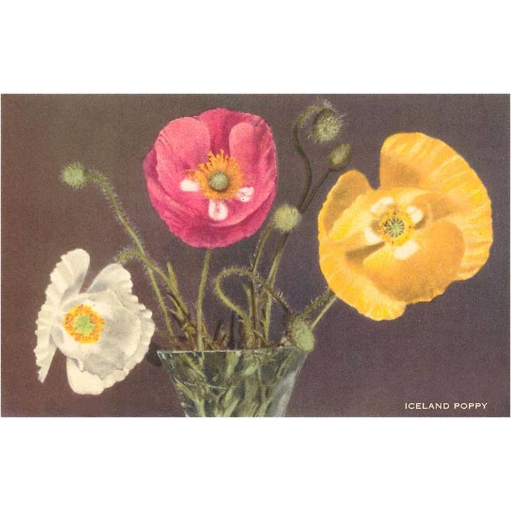 Greeting Card FC-73 Iceland Poppies for wholesale by Found Image Press