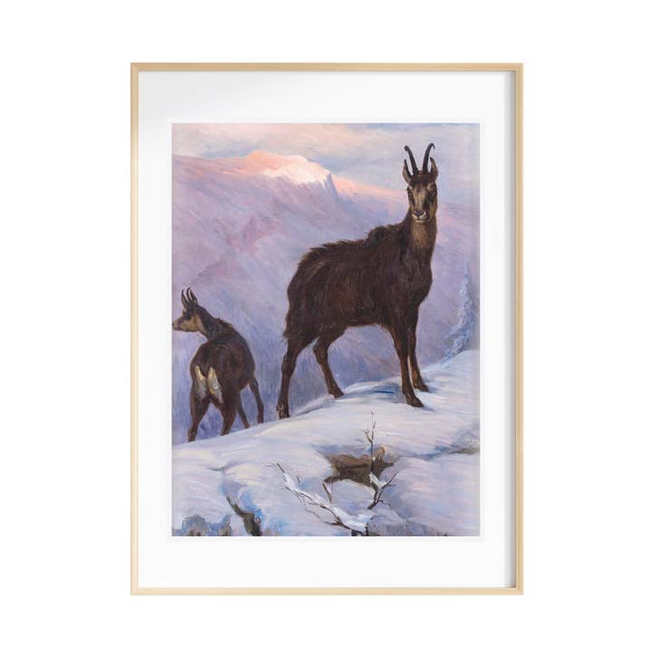 New Zealand Chamois Art Print for wholesale by Everett Park