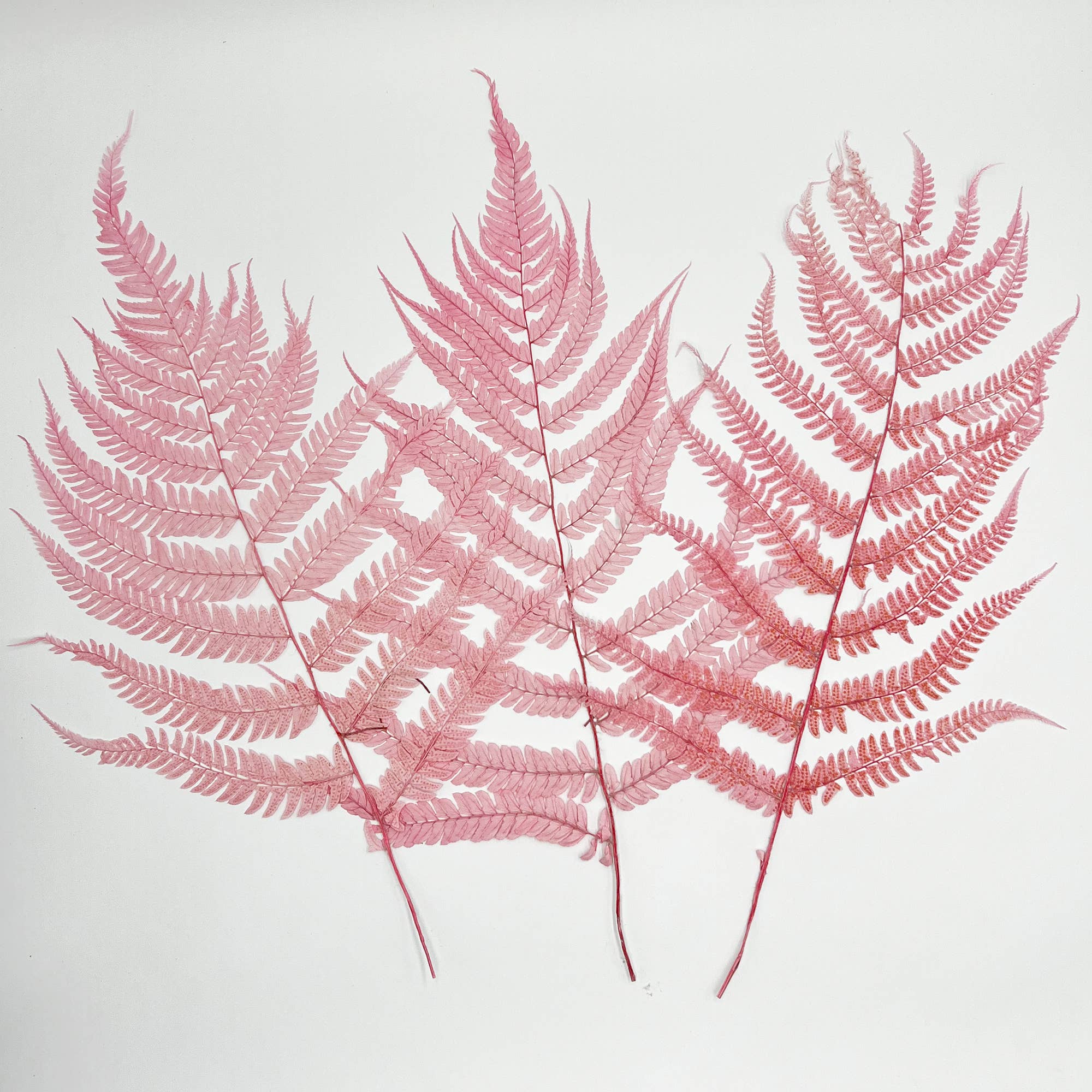 2626 Designs - Wholesale Dried/Pressed Flowers - Dried Preserved Fern 14"1