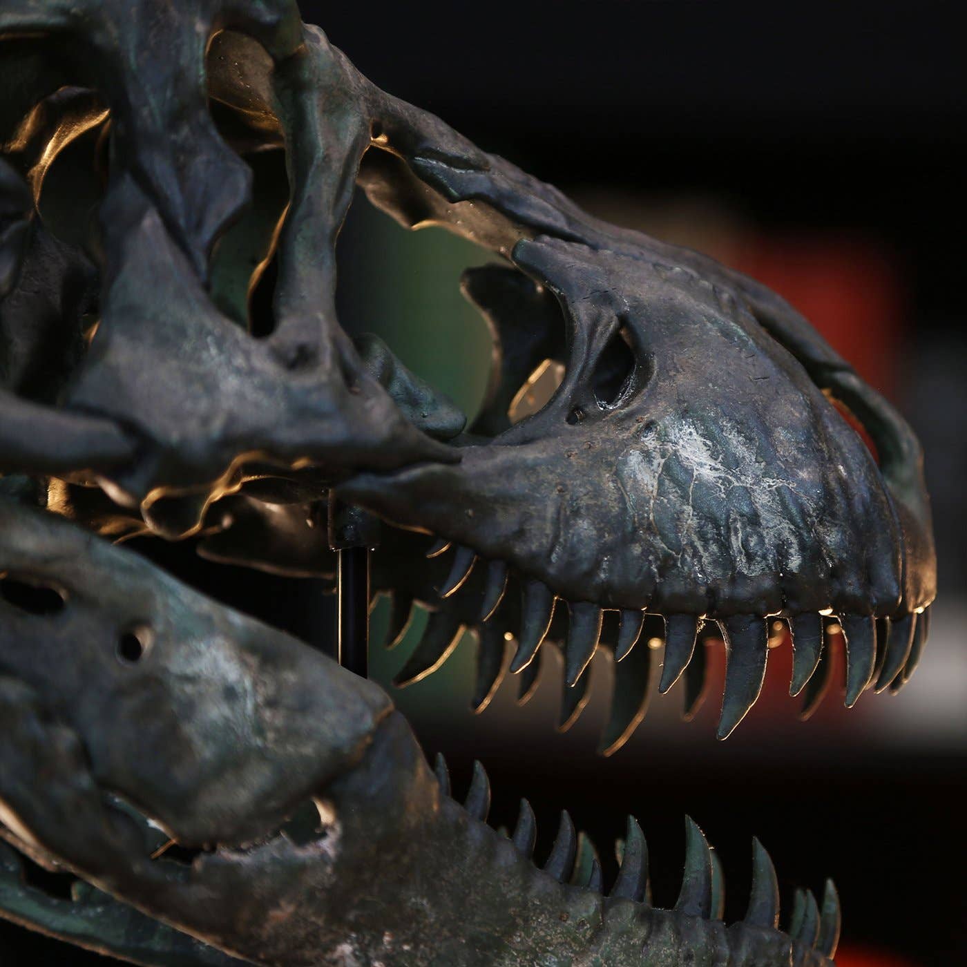 Curated Studio – wholesale Dekorativt bordsobjekt – 3D-modell och stativ av Tyrannosaurus Rex-skalle7