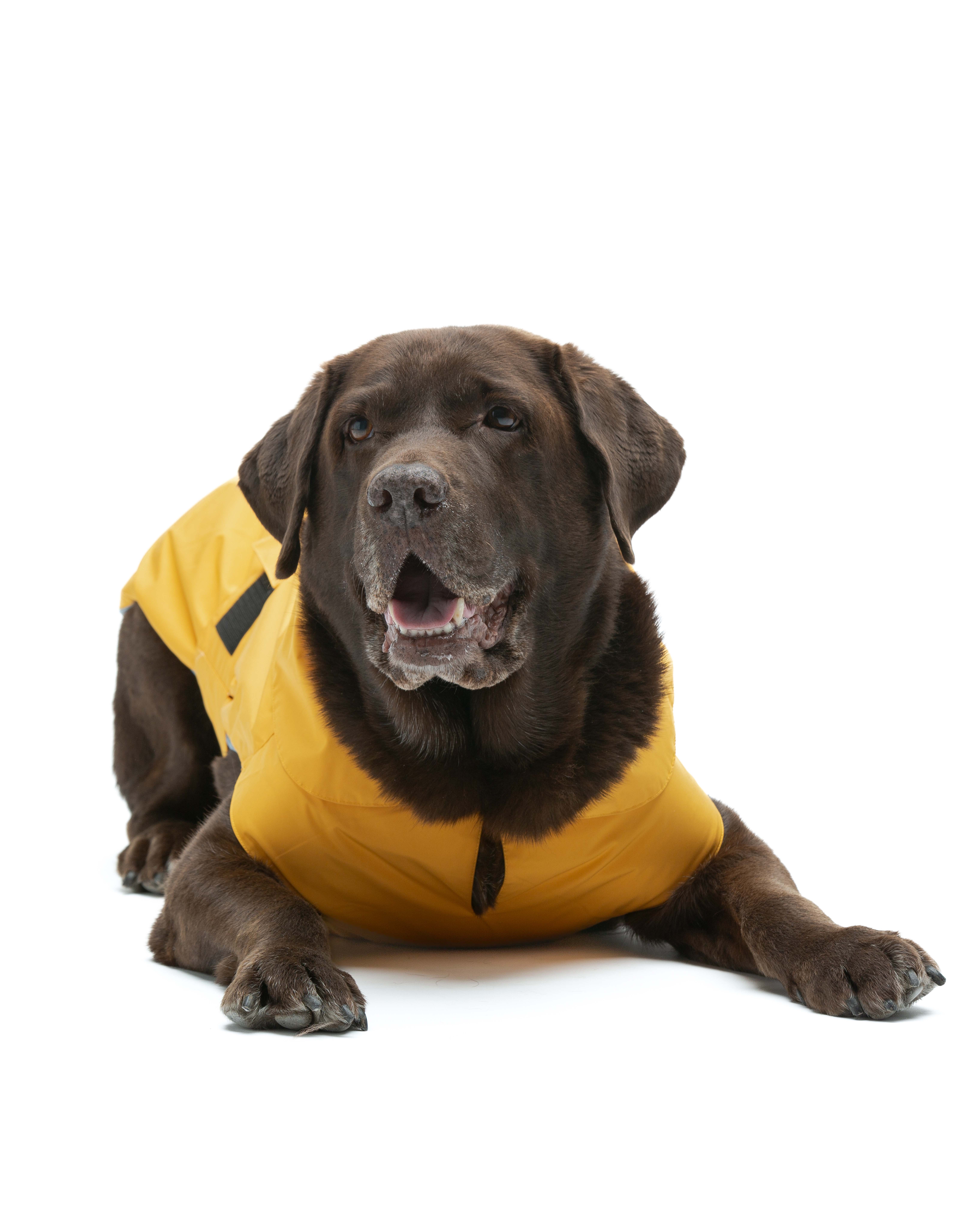 United Pets - Wholesale Pet Raincoat - Dog - Save the Duck x United Pets Yellow Dog Coat7