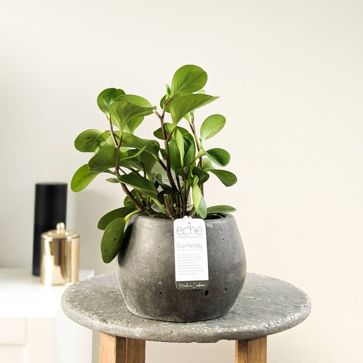 Hemp & Coconut Koala Pot (Large) - Handcrafted in Australia for wholesale by Eché pots