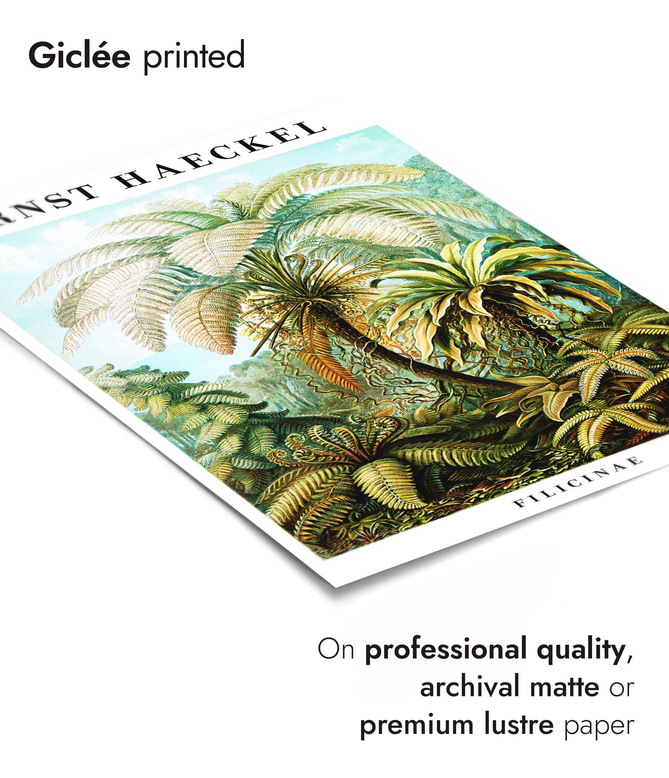 Animato – Großhandel Kunstdruck – Farne2